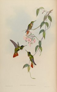lumachellusをAugastes 作： John Gould
